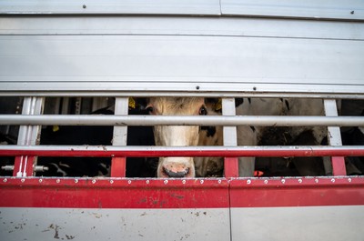 Kráva v transportu na hranicích v Turecku - Nevinné oběti